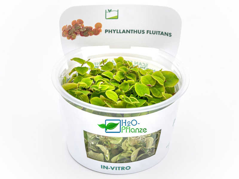 Schwimm-Wolfsmilch - Phyllanthus fluitans in vitro